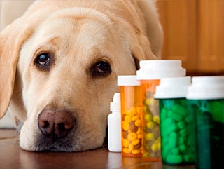 Farmacie veterinara online