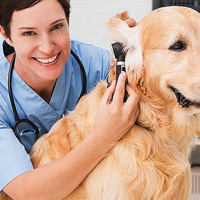 Medic veterinar