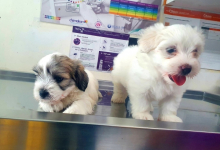 Medic Bun Bals Cabinet Veterinar Bals - NIEGO