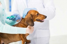 Medic Bun Slobozia Cabinet Veterinar Black Gamedog
