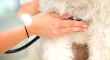 Medic Bun Slobozia Cabinet Veterinar Black Gamedog