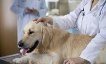 Medic Bun Slobozia Cabinet Veterinar Black Gamedog