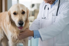 Medic Bun Slobozia Cabinet Veterinar Black Gamedog