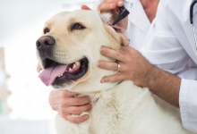 Medic Bun Campia Turzii Cabinet Veterinar Campia Turzii Dr. Calin Margineanu