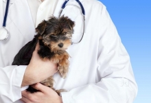 Medic Bun Campia Turzii Cabinet Veterinar Campia Turzii Dr. Calin Margineanu