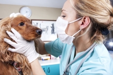 Medic Bun Campia Turzii Cabinet Veterinar Campia Turzii Dr. Calin Margineanu