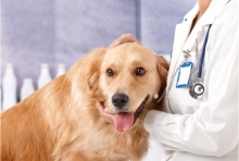 Medic Bun Campia Turzii Cabinet Veterinar Campia Turzii Dr. Calin Margineanu
