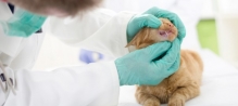 Medic Bun Campia Turzii Cabinet Veterinar Campia Turzii Dr. Calin Margineanu