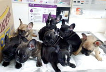 Medic Bun Draganesti Cabinet Veterinar Draganesti - NIEGO