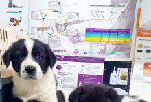 Medic Bun Draganesti Cabinet Veterinar Draganesti - NIEGO