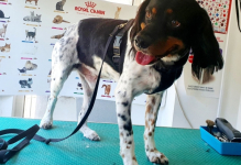 Medic Bun Draganesti Cabinet Veterinar Draganesti - NIEGO
