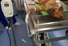 Medic Bun Giurgiu Cabinet Veterinar Giurgiu DARIVET MEDICAL