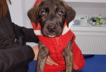 Medic Bun Giurgiu Cabinet Veterinar Giurgiu DARIVET MEDICAL