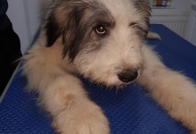 Medic Bun Giurgiu Cabinet Veterinar Giurgiu DARIVET MEDICAL