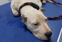 Medic Bun Giurgiu Cabinet Veterinar Giurgiu DARIVET MEDICAL