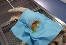 Medic Bun Giurgiu Cabinet Veterinar Giurgiu DARIVET MEDICAL