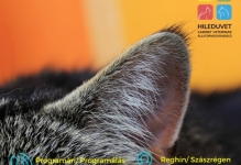 Medic Bun Reghin Cabinet Veterinar HILEDUVET Állatorvosi Rendelő