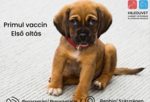 Medic Bun Reghin Cabinet Veterinar HILEDUVET Állatorvosi Rendelő