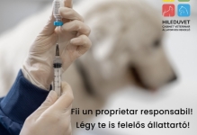 Medic Bun Reghin Cabinet Veterinar HILEDUVET Állatorvosi Rendelő