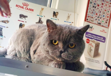 Medic Bun Oboga Cabinet Veterinar Oboga - NIEGO