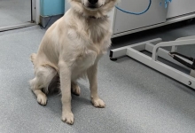 Medic Bun Otopeni Cabinet Veterinar Otopeni - Dragos Vet