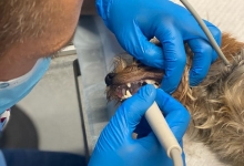 Medic Bun Otopeni Cabinet Veterinar Otopeni - Dragos Vet