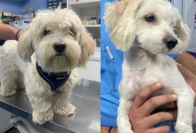Medic Bun Otopeni Cabinet Veterinar Otopeni - Dragos Vet