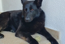 Medic Bun Otopeni Cabinet Veterinar Otopeni - Dragos Vet