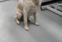 Medic Bun Otopeni Cabinet Veterinar Otopeni - Dragos Vet