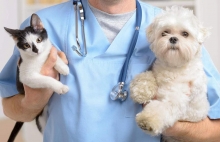 Medic Bun Otopeni Cabinet Veterinar Otopeni - Dragos Vet