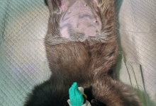 Medic Bun Piatra Neamt Clinica Veterinara Minivet