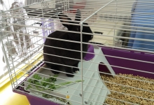 Medic Bun Piatra Neamt Clinica Veterinara Minivet