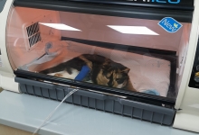 Medic Bun Piatra Neamt Clinica Veterinara Minivet
