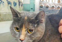 Medic Bun Potcoava Cabinet Veterinar Potcoava - NIEGO