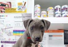 Medic Bun Potcoava Cabinet Veterinar Potcoava - NIEGO