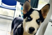 Medic Bun Potcoava Cabinet Veterinar Potcoava - NIEGO