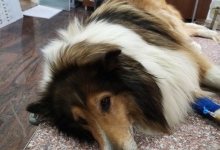 Medic Bun Targu Neamt Clinica Veterinara Minivet