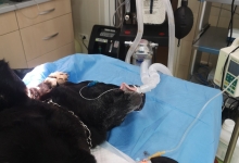 Medic Bun Targu Neamt Clinica Veterinara Minivet