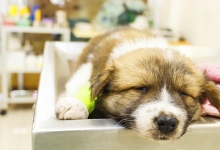 Medic Bun Turda Cabinet Veterinar Turda Dr. Calin Margineanu