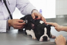 Medic Bun Turda Cabinet Veterinar Turda Dr. Calin Margineanu
