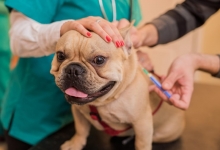 Medic Bun Turda Cabinet Veterinar Turda Dr. Calin Margineanu