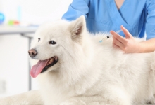 Medic Bun Turda Cabinet Veterinar Turda Dr. Calin Margineanu