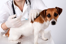 Medic Bun Turda Cabinet Veterinar Turda Dr. Calin Margineanu