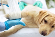 Medic Bun Turda Cabinet Veterinar Turda Dr. Calin Margineanu