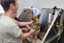 Medic Bun Pascani Clinica Veterinara DondorVet