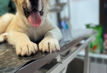 Medic Bun Pascani Clinica Veterinara DondorVet