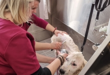 Medic Bun Pascani Clinica Veterinara DondorVet