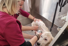 Medic Bun Targu Frumos Clinica Veterinara Targu Frumos - DondorVet
