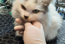 Medic Bun Targu Frumos Clinica Veterinara Targu Frumos - DondorVet