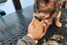 Medic Bun Targu Frumos Clinica Veterinara Targu Frumos - DondorVet